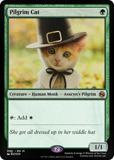 pilgrim cat