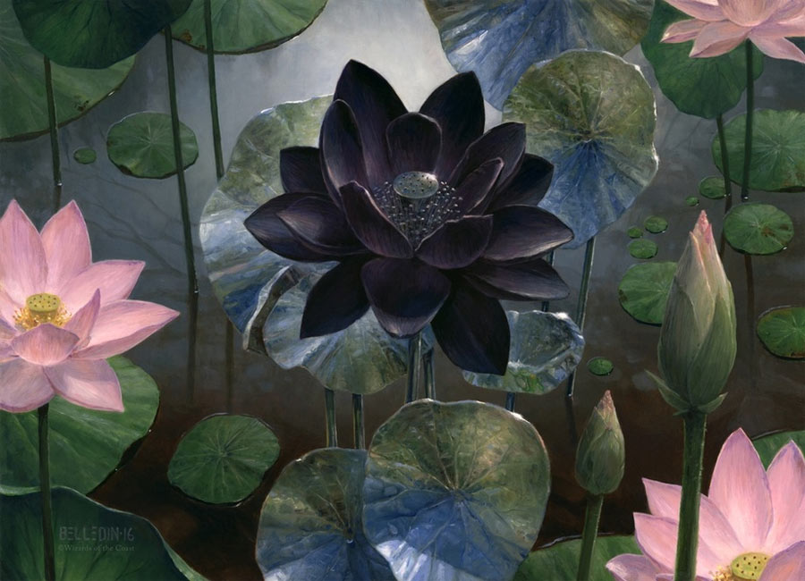 dark lotus wallpaper